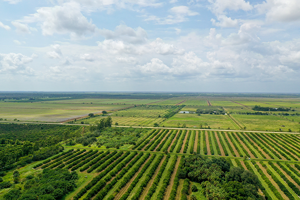 The Land Corporation of Florida